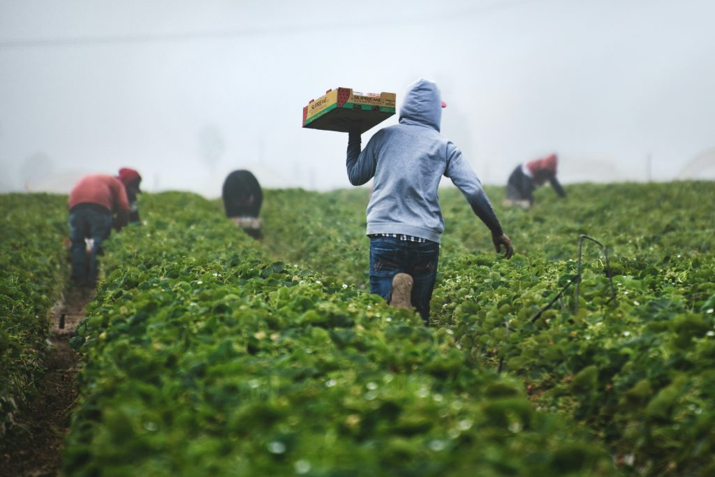 Farmer picking a crop, holding a tray of produce, wearing a hoodie and jeans in a field.